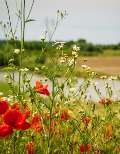 Biologisk mangfold - Stenstrup leiregrav