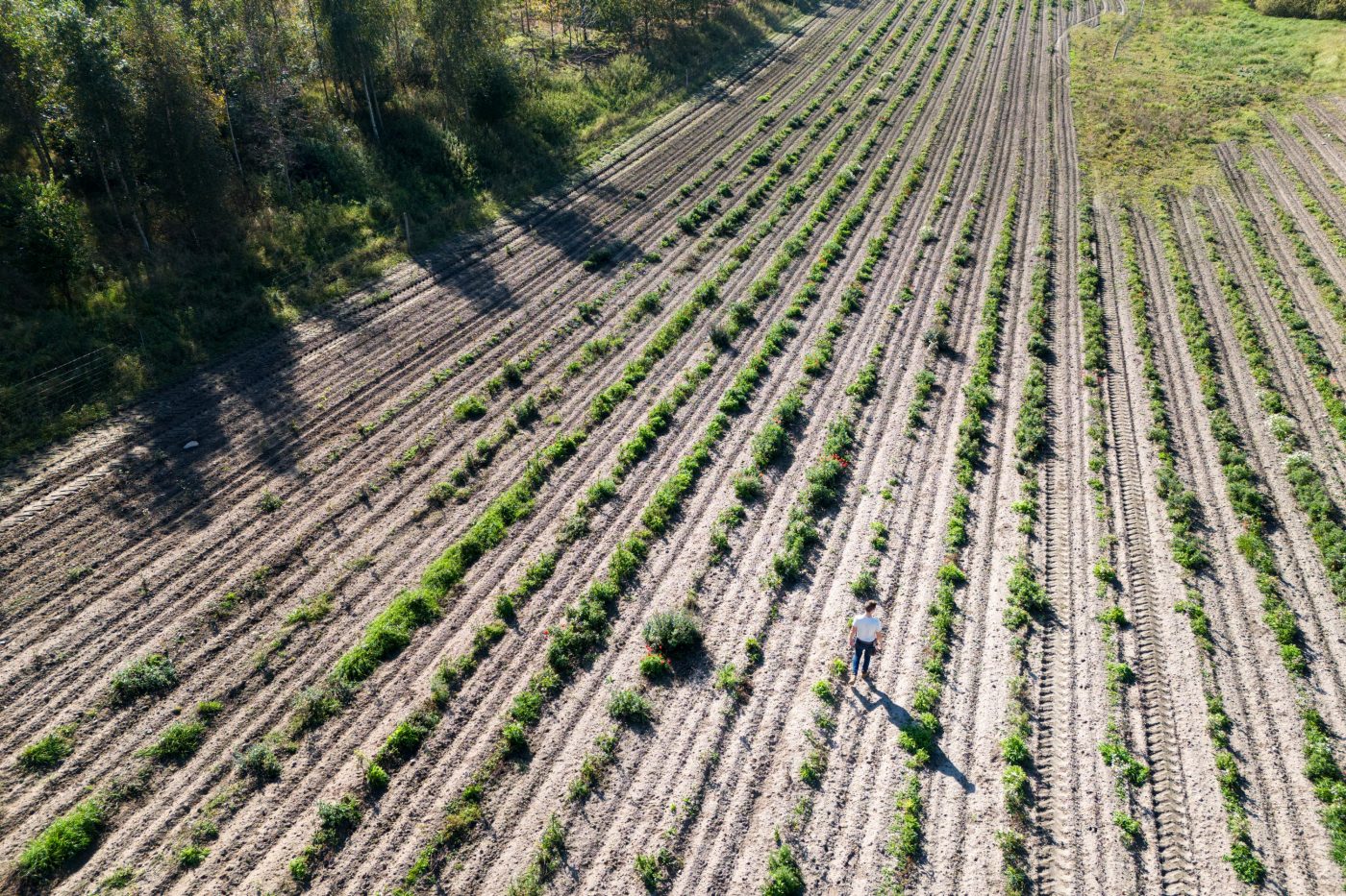 Tree planting project Denmark 2024