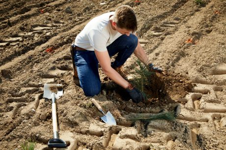 Tree planting project Denmark 2024