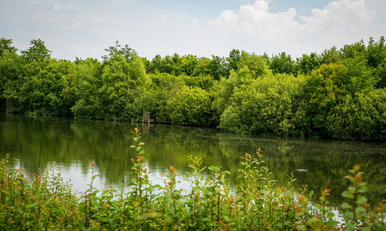 Biologisk mangfold - Stenstrup leiregrav